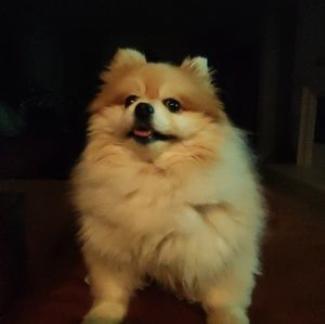 Meet your Posher, Andes